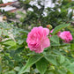 Aunt Margy’s Rose (Thumbelina): The Charming, Easy-Care Found Rose for Every Garden