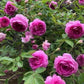 Aunt Margy’s Rose (Thumbelina): The Charming, Easy-Care Found Rose for Every Garden