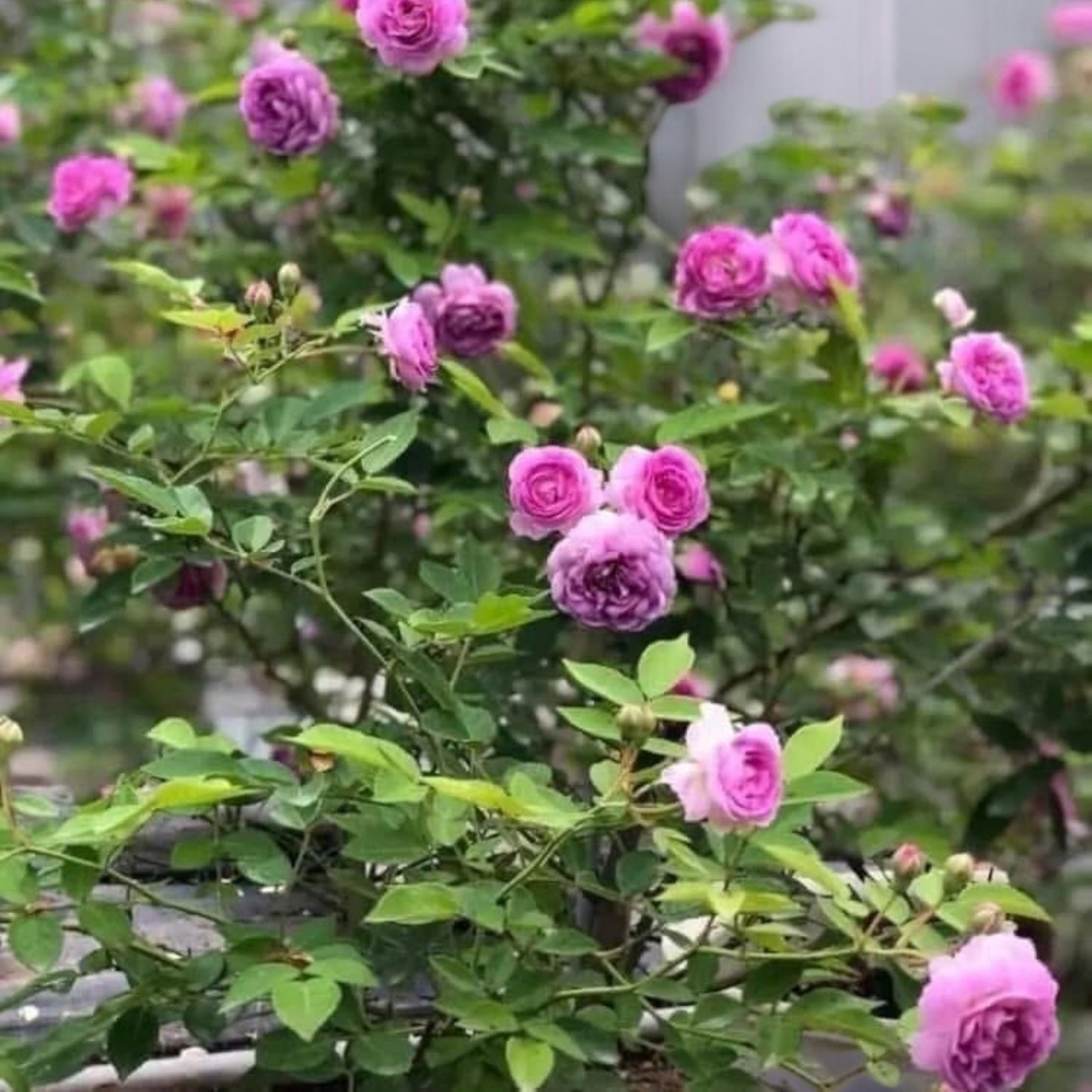 Aunt Margy’s Rose (Thumbelina): The Charming, Easy-Care Found Rose for Every Garden