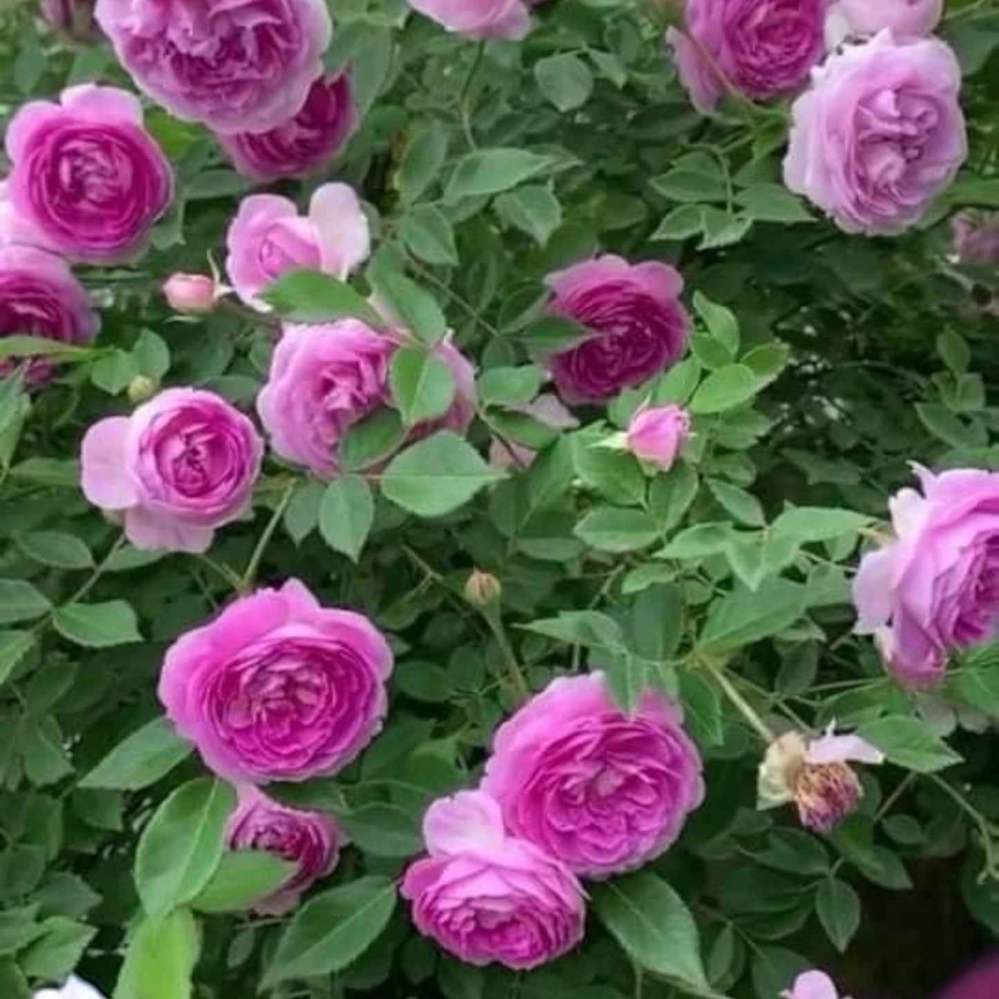 Aunt Margy’s Rose (Thumbelina): The Charming, Easy-Care Found Rose for Every Garden