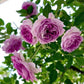 Aunt Margy’s Rose (Thumbelina): The Charming, Easy-Care Found Rose for Every Garden