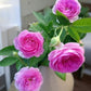 Aunt Margy’s Rose (Thumbelina): The Charming, Easy-Care Found Rose for Every Garden