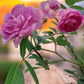 Aunt Margy’s Rose (Thumbelina): The Charming, Easy-Care Found Rose for Every Garden