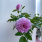 Aunt Margy’s Rose (Thumbelina): The Charming, Easy-Care Found Rose for Every Garden