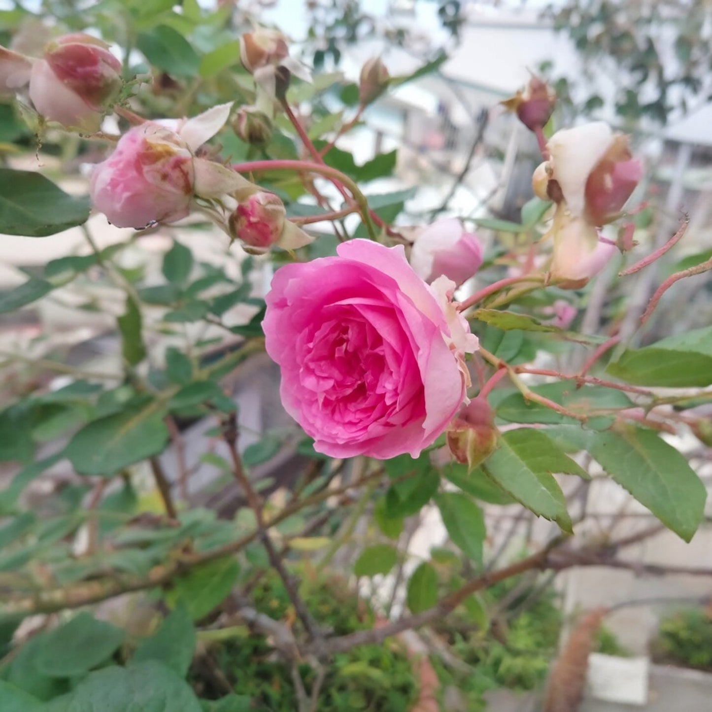 Aunt Margy’s Rose (Thumbelina): The Charming, Easy-Care Found Rose for Every Garden