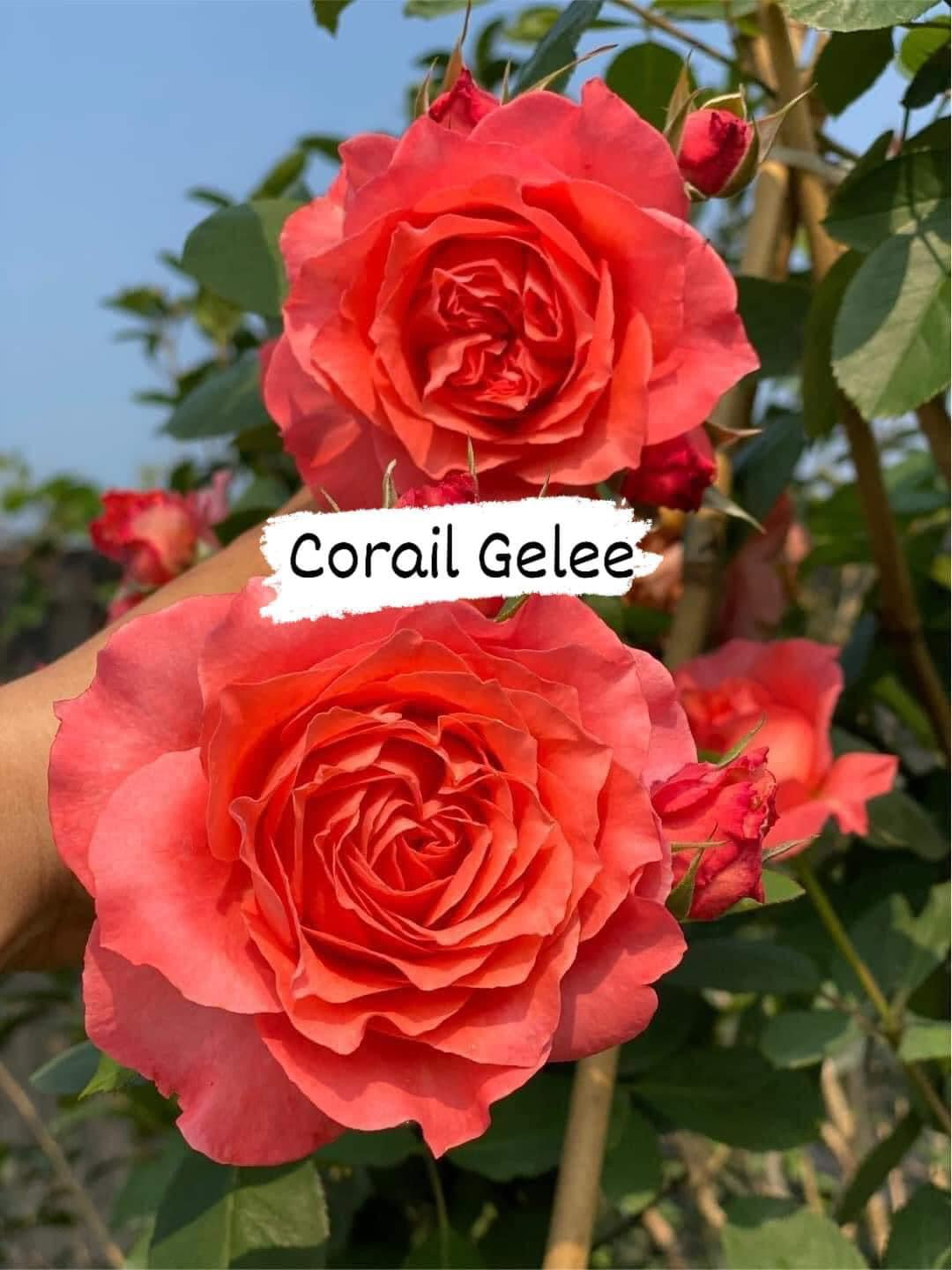 Corail Gelee
