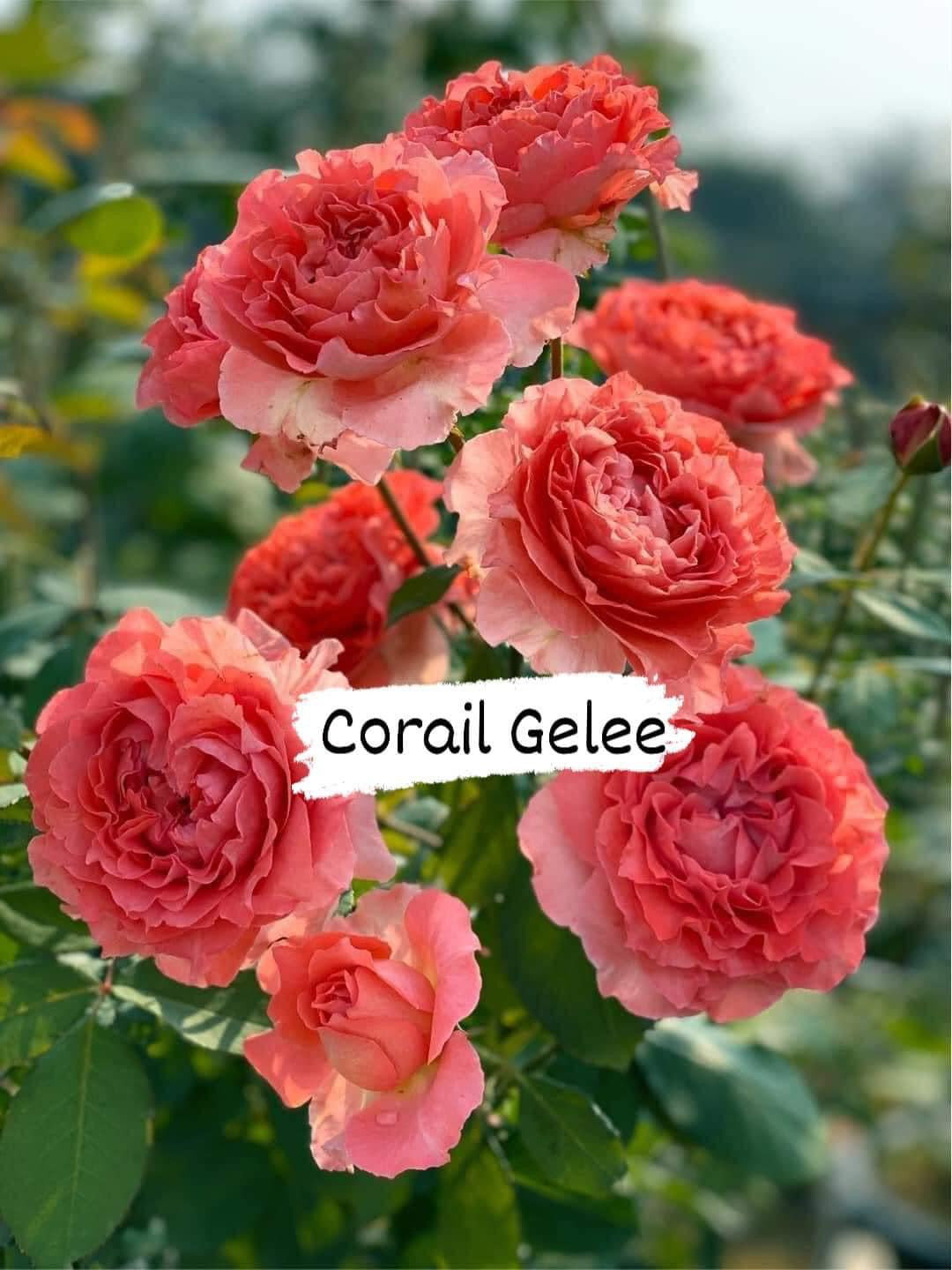 Corail Gelee