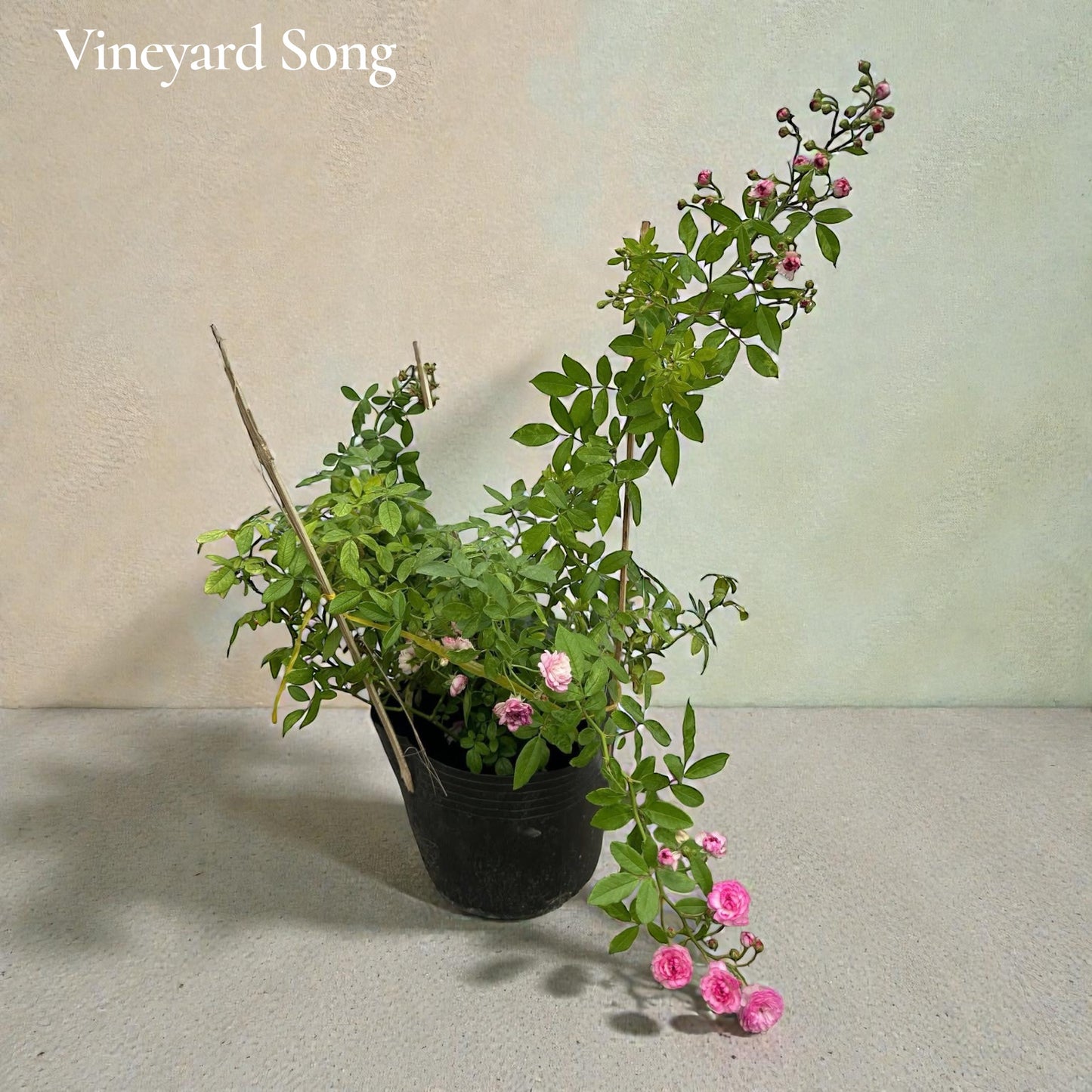 Vineyard Song