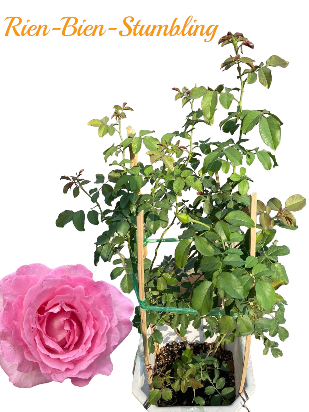 Rien-Bien-Stumbling Potted Rose Plant