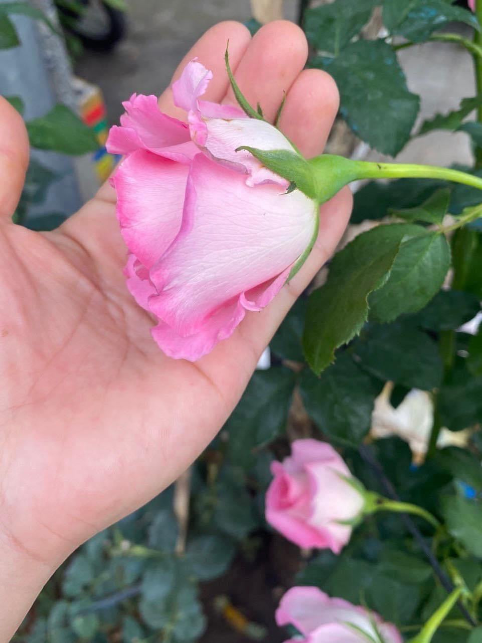 Rien-Bien-Stumbling Potted Rose Plant