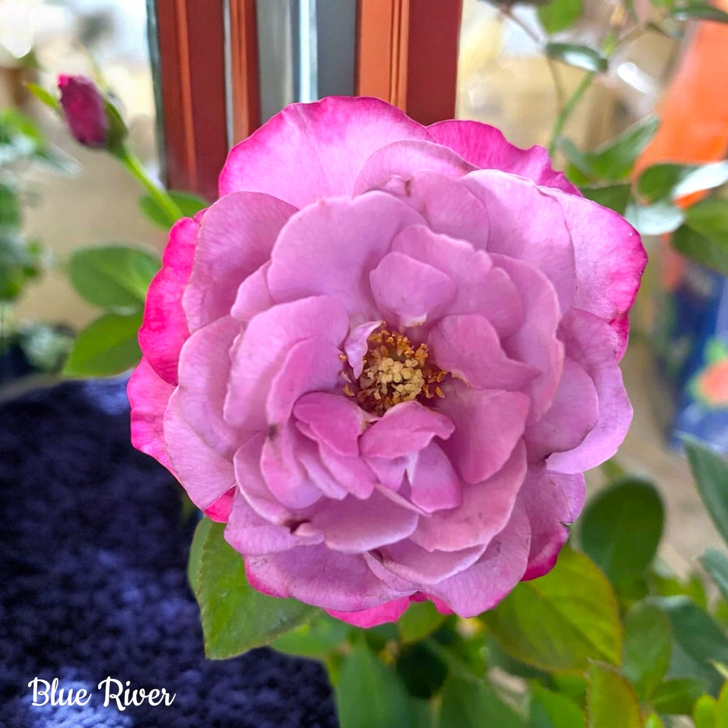 Blue River-Own Root Rose Plant