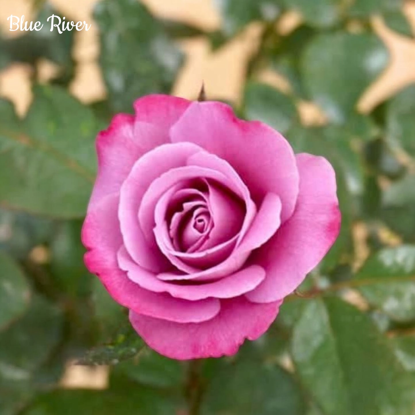 Blue River-Own Root Rose Plant