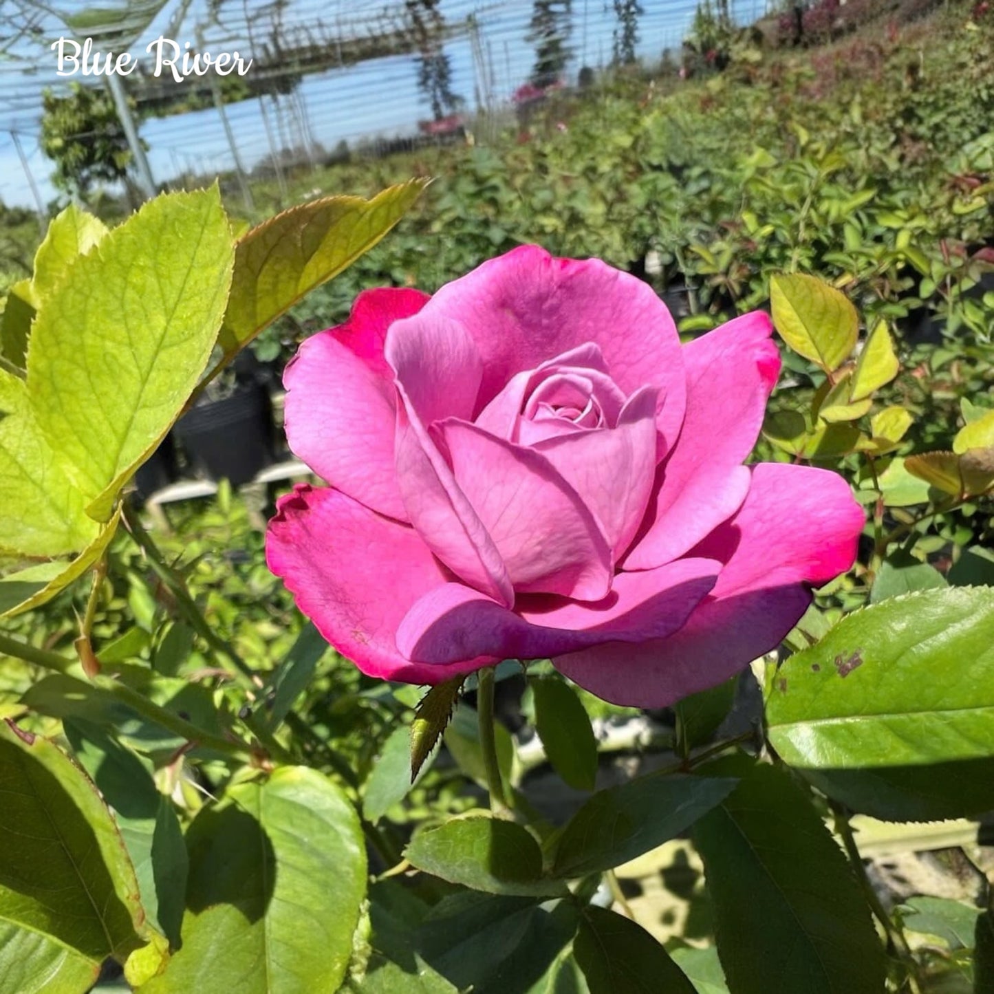 Blue River-Own Root Rose Plant