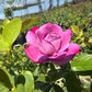 Blue River-Own Root Rose Plant
