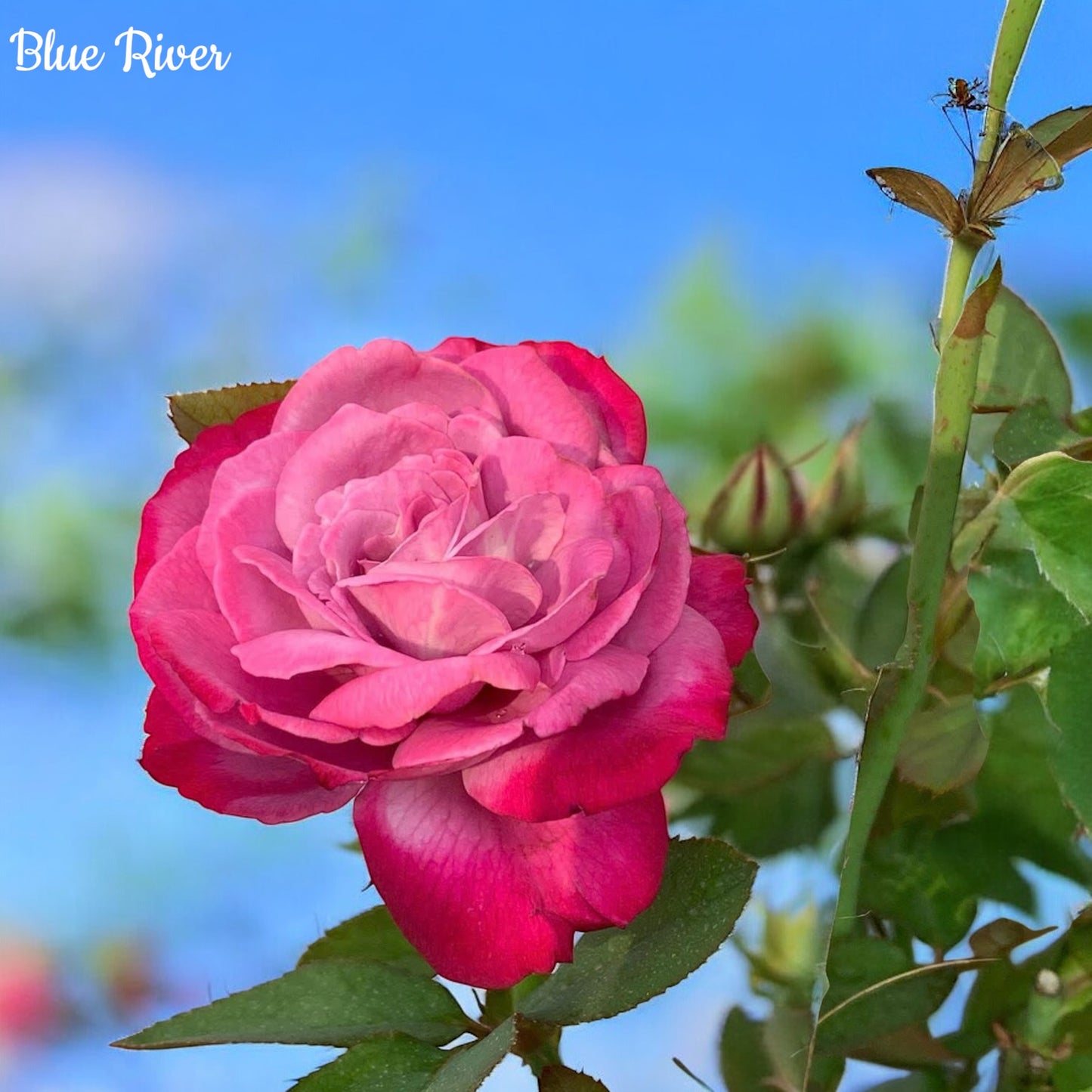 Blue River-Own Root Rose Plant