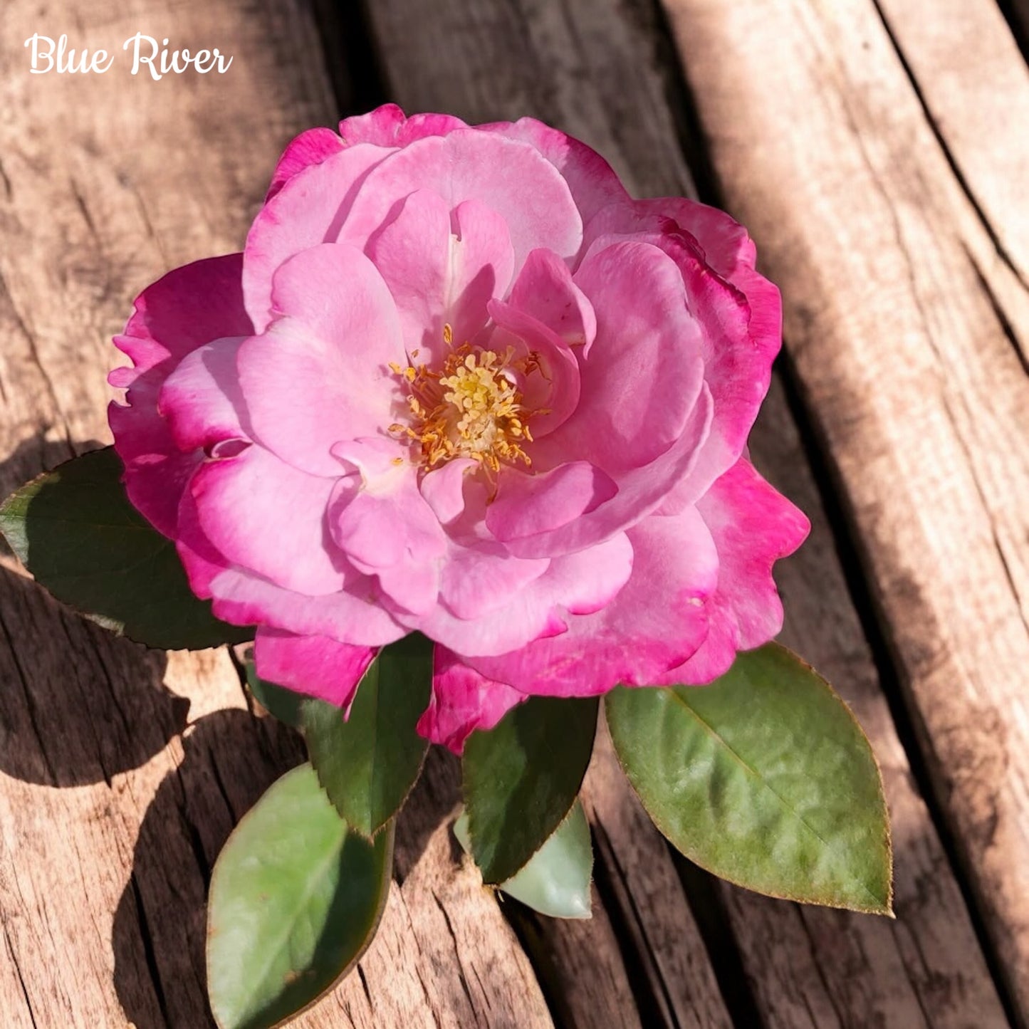 Blue River-Own Root Rose Plant