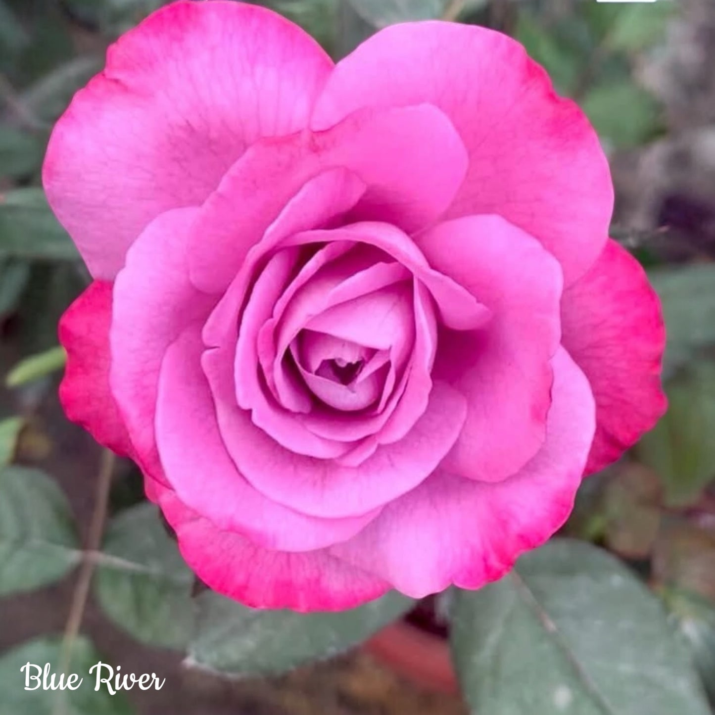 Blue River-Own Root Rose Plant