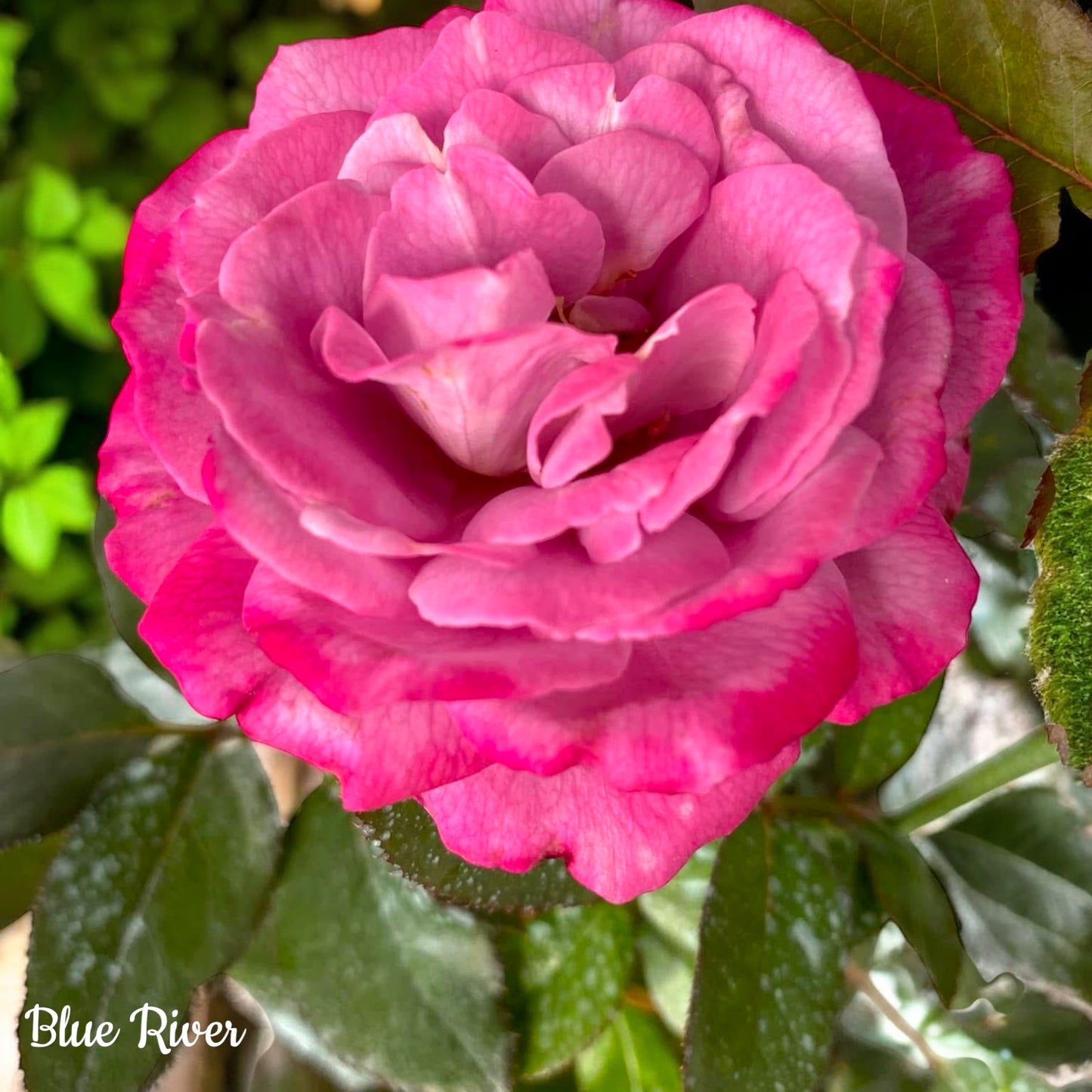 Blue River-Own Root Rose Plant
