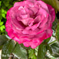 Blue River-Own Root Rose Plant