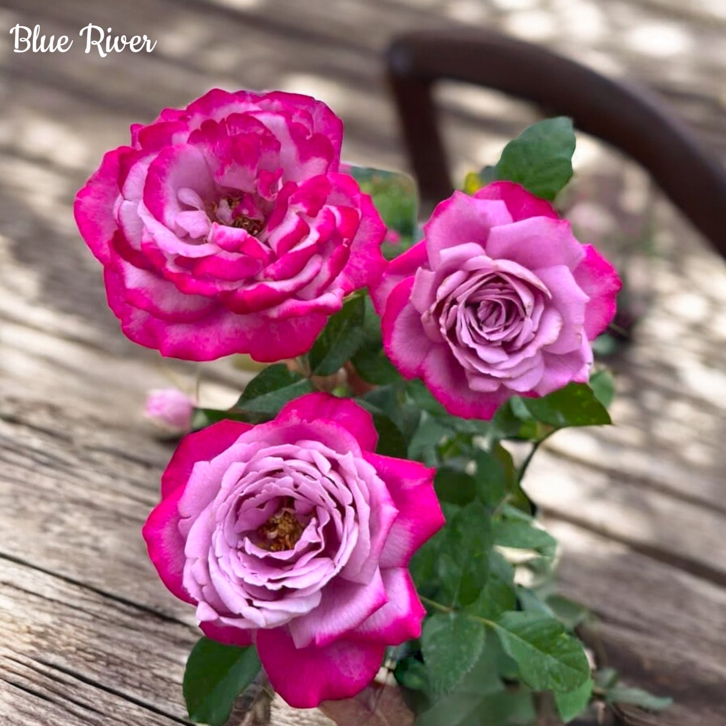 Blue River-Own Root Rose Plant