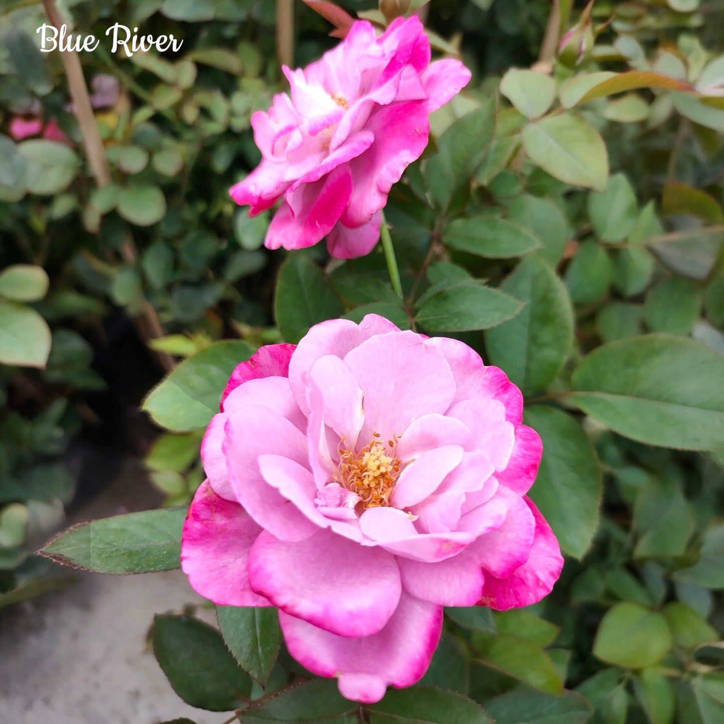 Blue River-Own Root Rose Plant