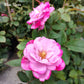 Blue River-Own Root Rose Plant