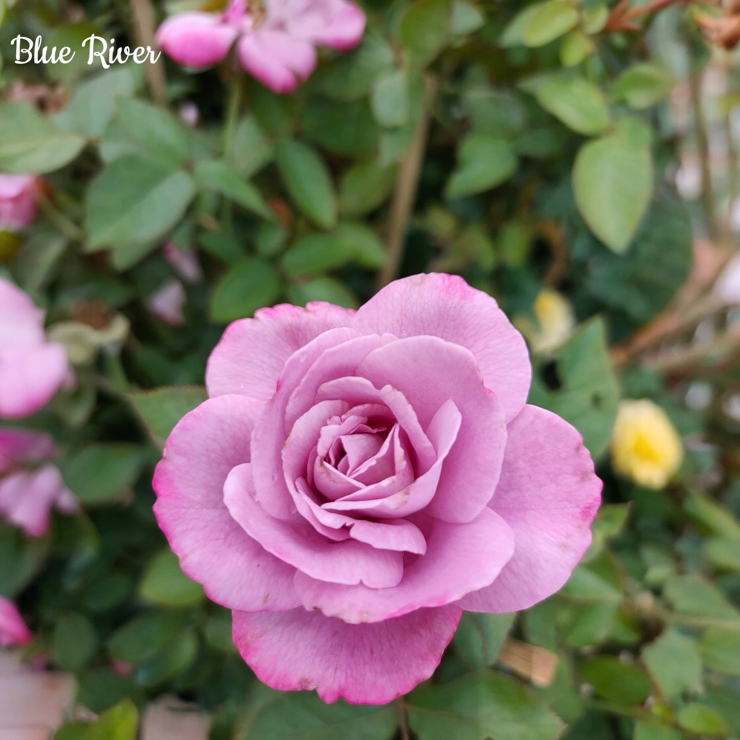 Blue River-Own Root Rose Plant