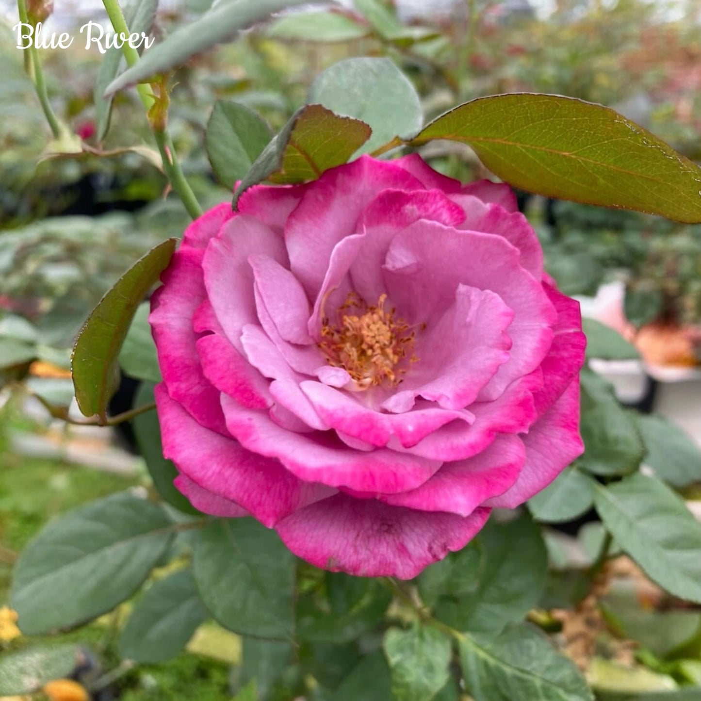 Blue River-Own Root Rose Plant