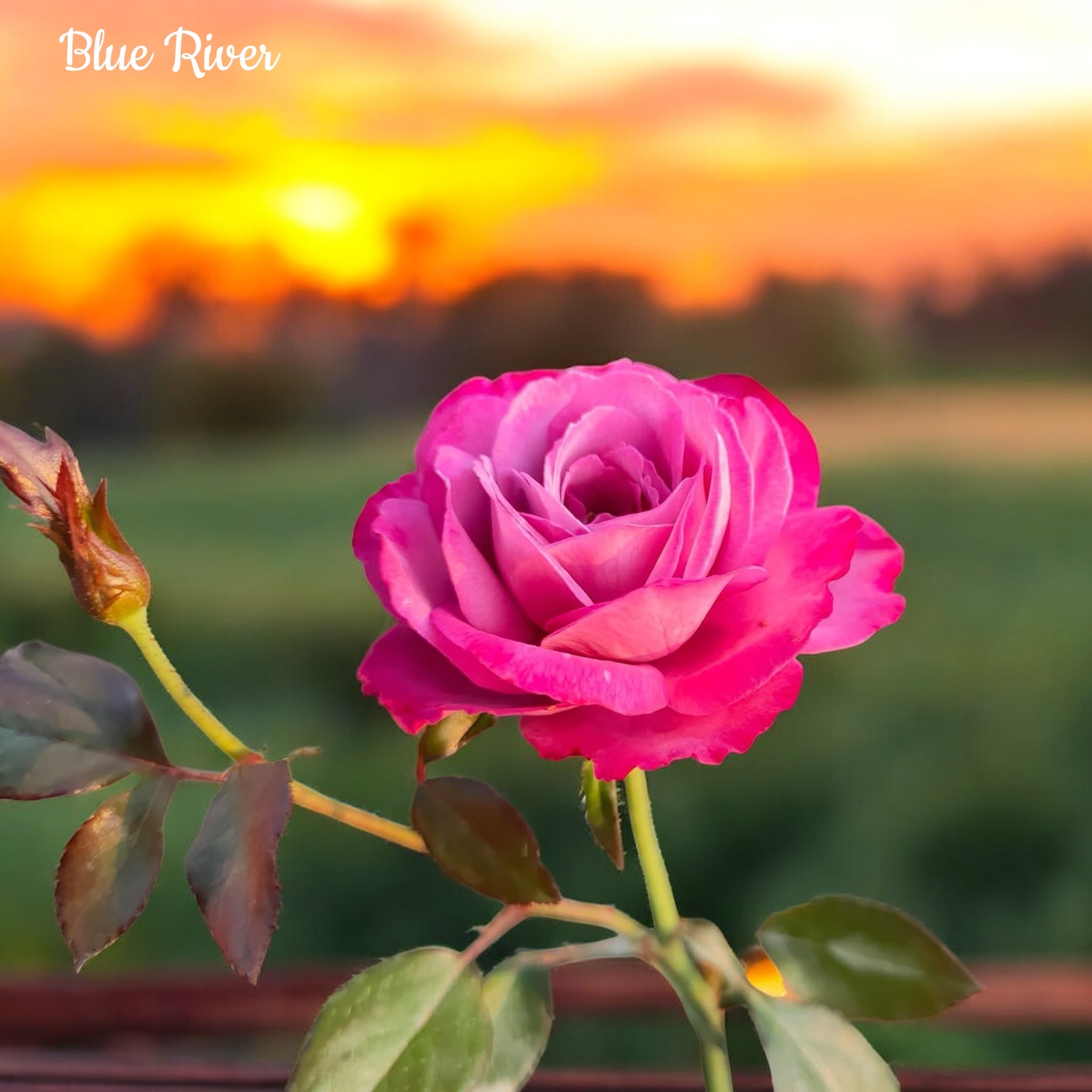 Blue Rim Rd Rose Blue River-Own Root Rose Plant – SG Rose Corner