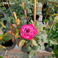 Blue River-Own Root Rose Plant