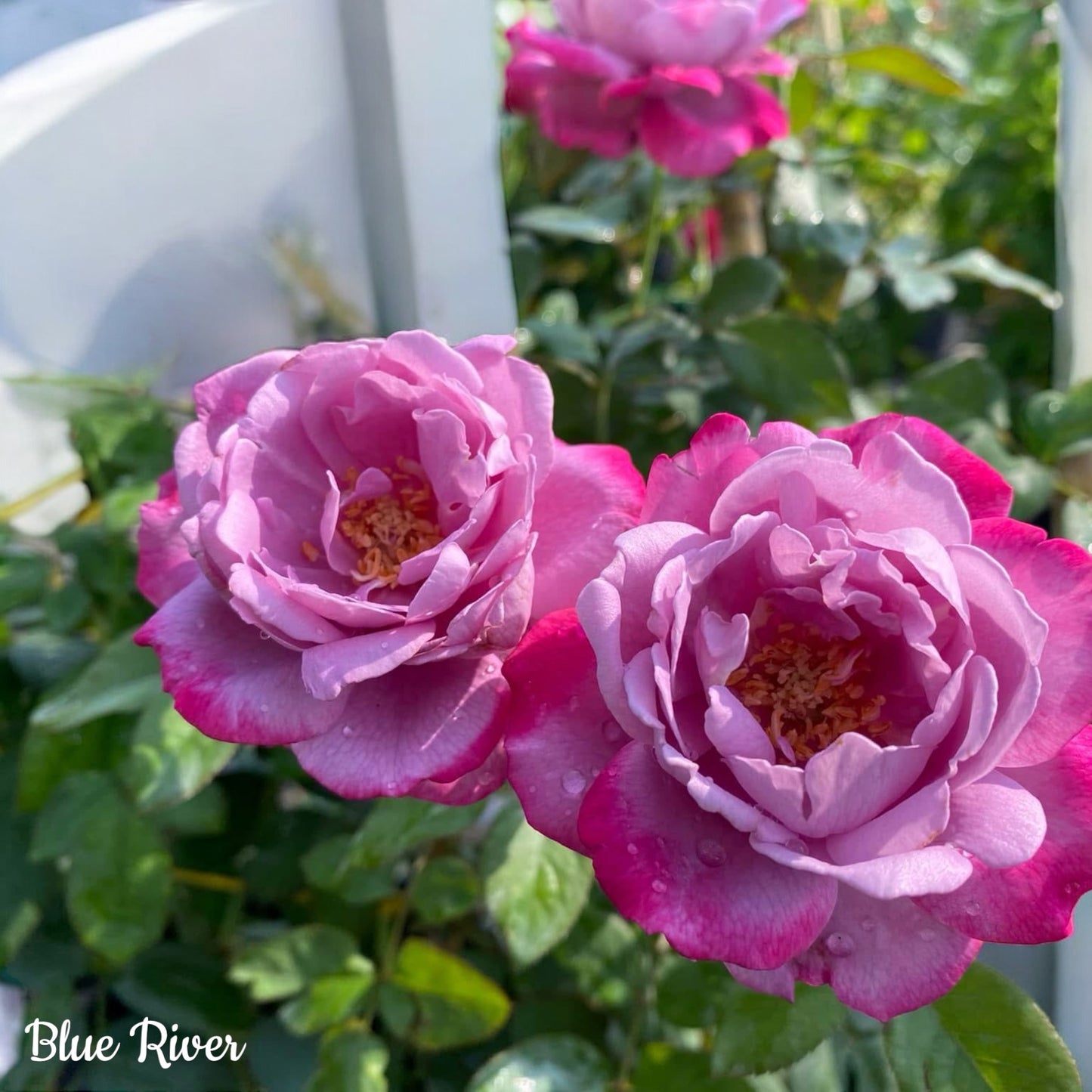 Blue River-Own Root Rose Plant