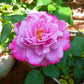 Blue River-Own Root Rose Plant