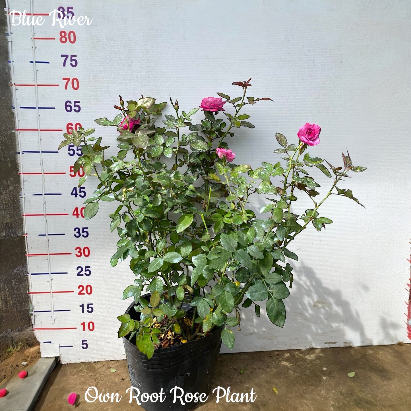 Blue River-Own Root Rose Plant