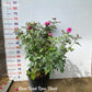 Blue River-Own Root Rose Plant