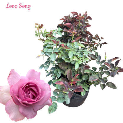 Love Song- Own Root Rose Plant