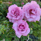 Love Song- Own Root Rose Plant