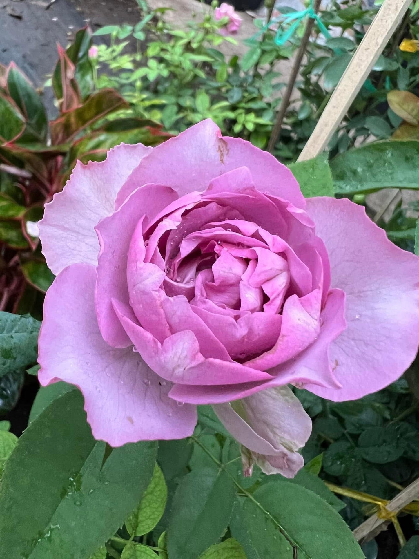 Love Song- Own Root Rose Plant