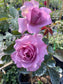 Love Song- Own Root Rose Plant