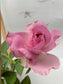 Love Song- Own Root Rose Plant