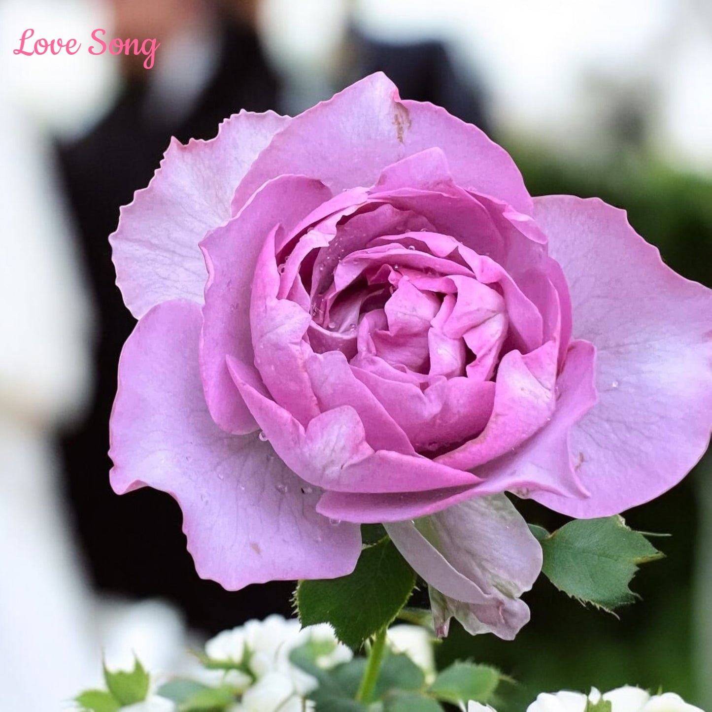 Love Song- Own Root Rose Plant