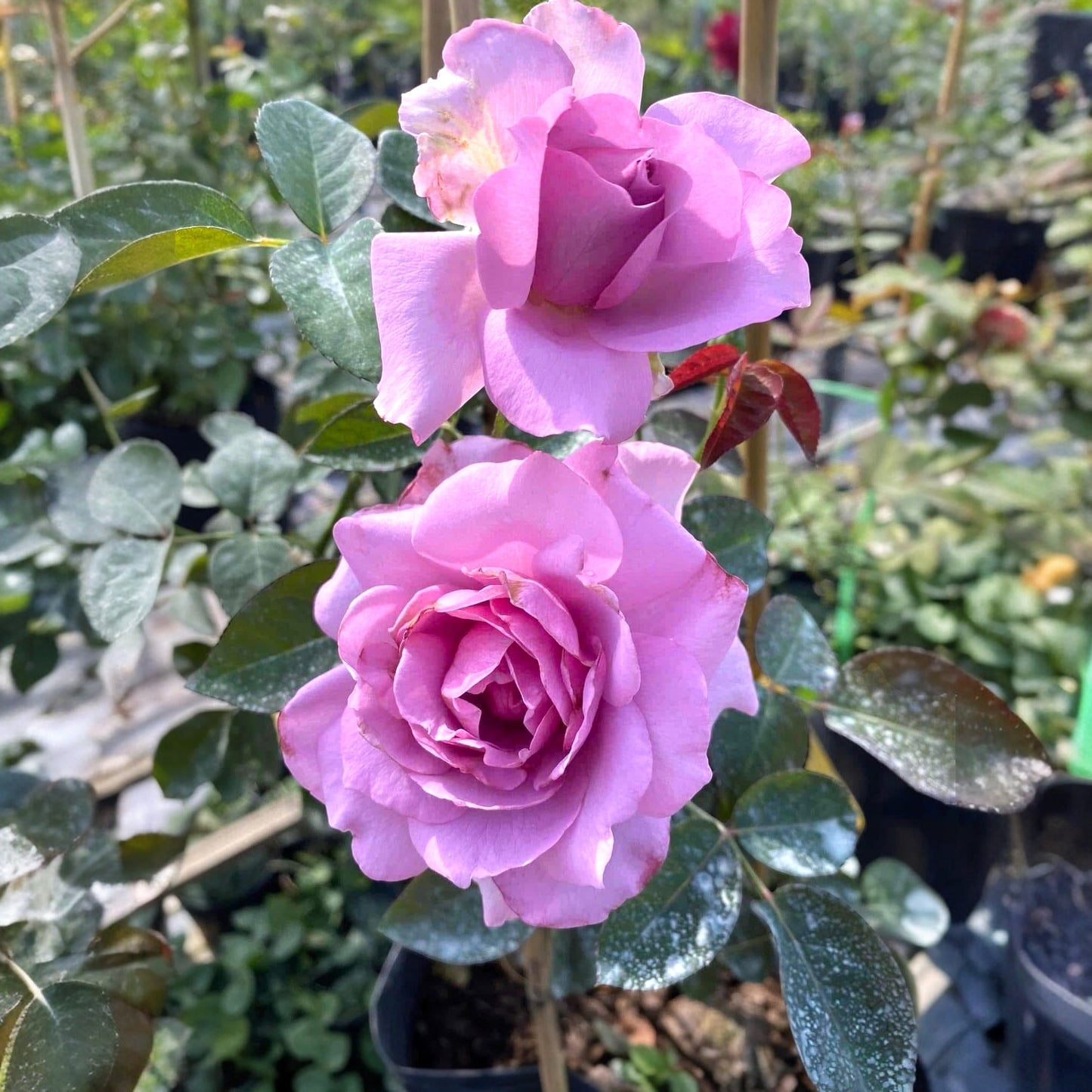 Love Song- Own Root Rose Plant