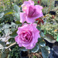 Love Song- Own Root Rose Plant