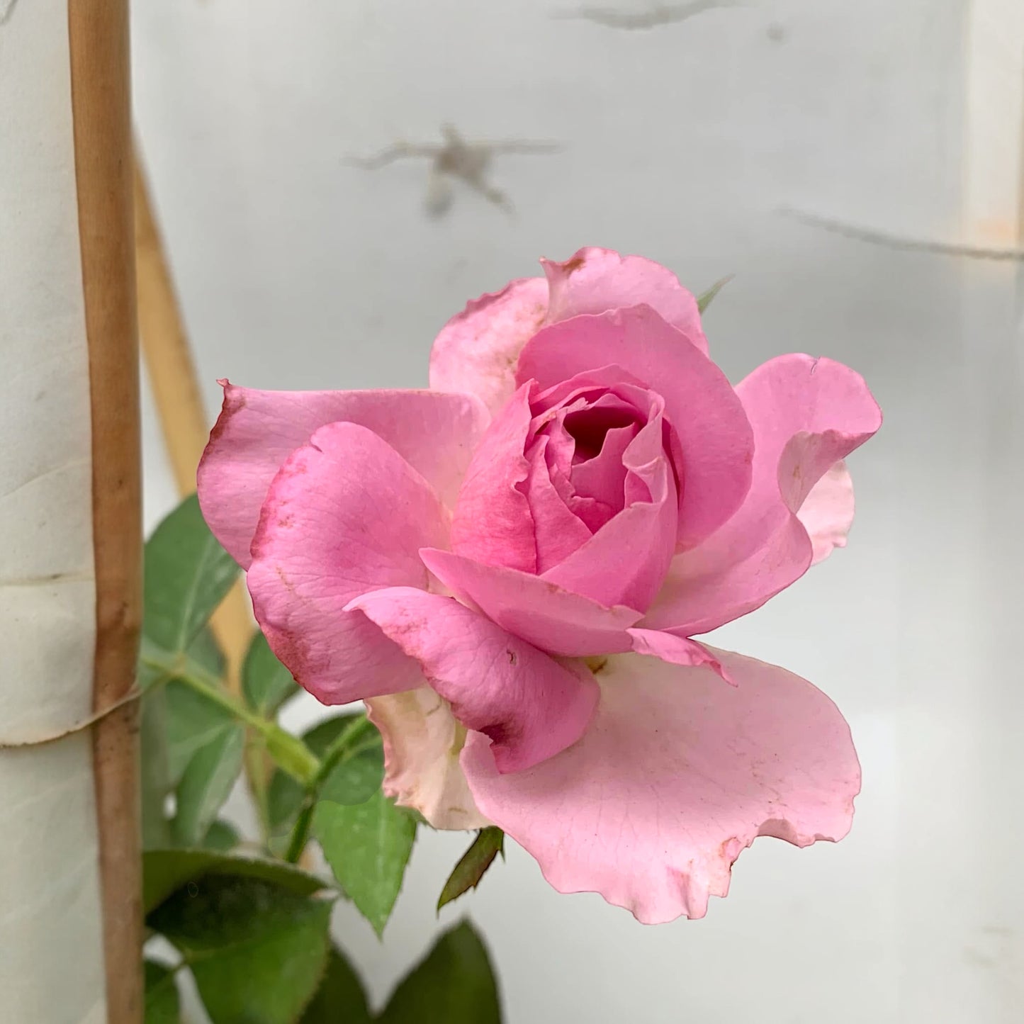 Love Song- Own Root Rose Plant