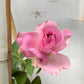 Love Song- Own Root Rose Plant