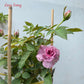 Love Song- Own Root Rose Plant