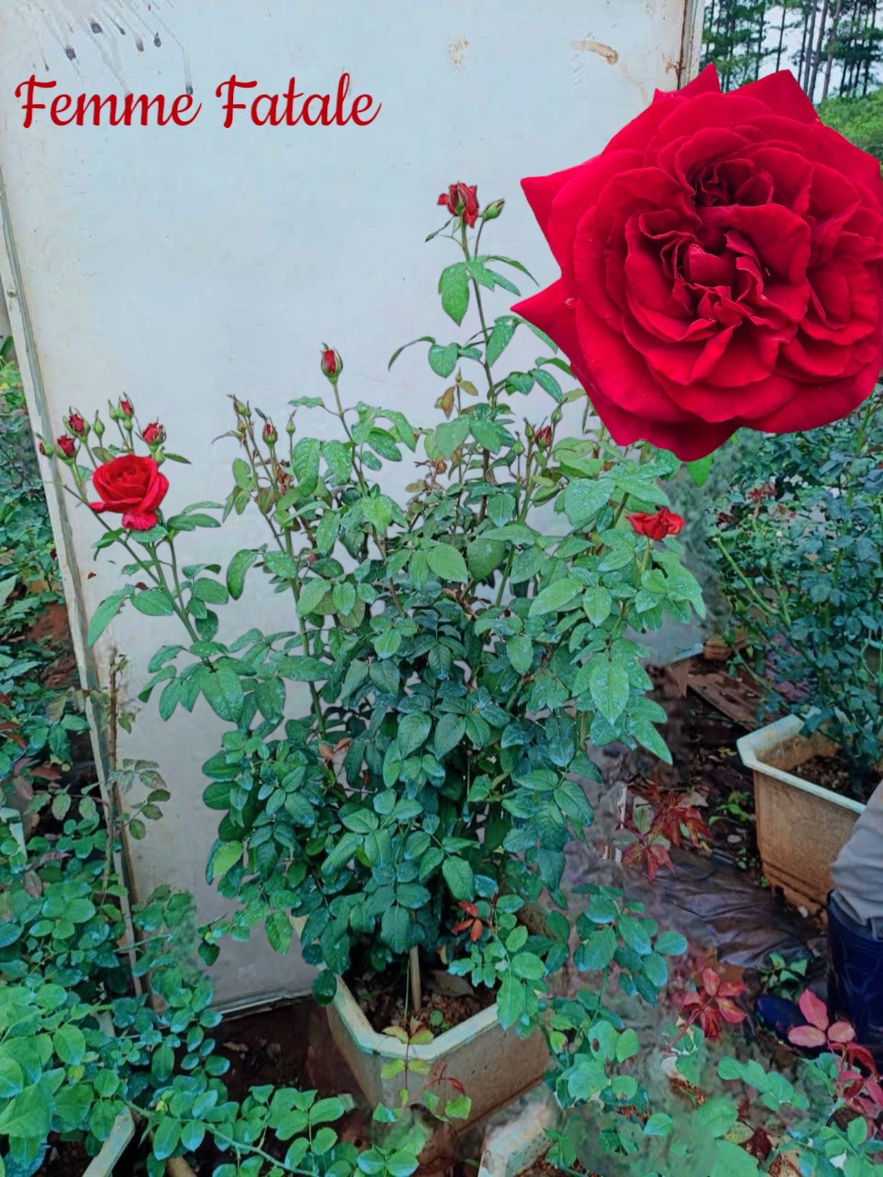 Femme Fatale ( Giant Rose Plant)