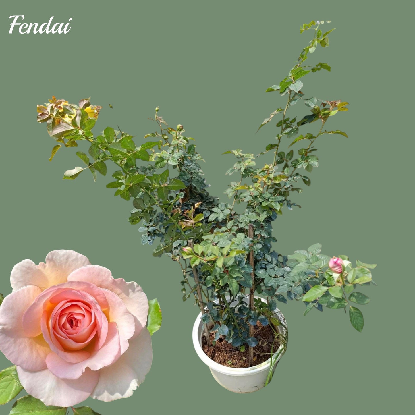 Fendai