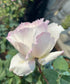 Le Blanc