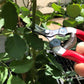 ARS 310 Curved Blade Pruning Shears: Premium Japanese Quality for Precision Pruning and Harvesting