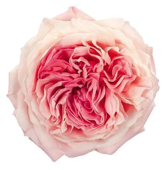 Mayra’s Bridal Pink